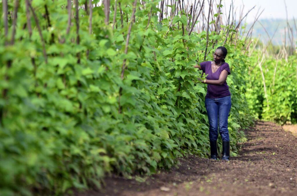 Green Deal - Für die Zusammenarbeit zwischen der EU und Afrika