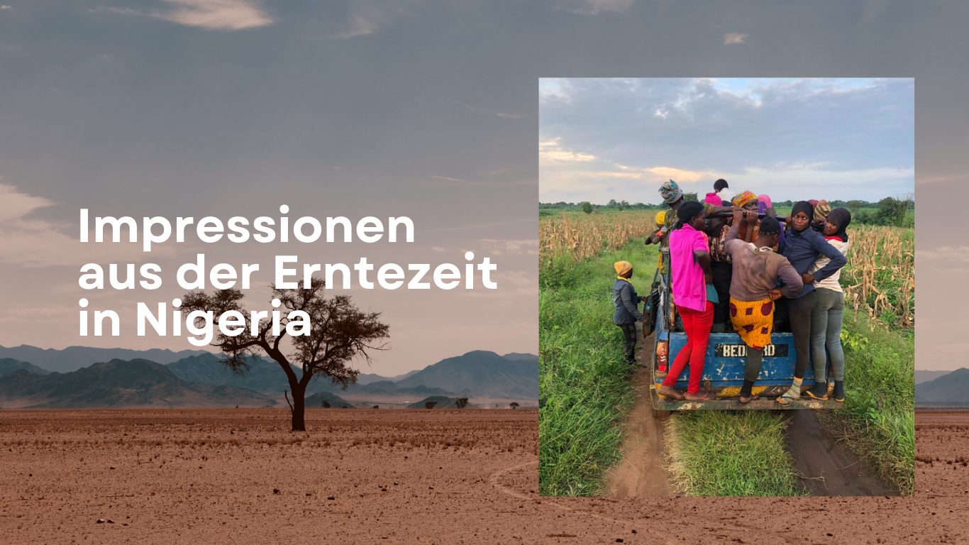 Farm GrowExpress Ltd. - Impressionen aus der Erntezeit in Nigeria, von Dr. Thomas Schulte, Berlin
